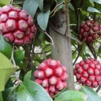 出售布福娜菠萝葡萄苗每亩收入4-15万元及红、紫心火龙果苗（