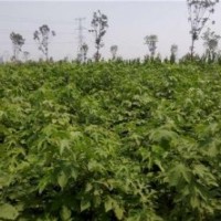 构树、鑫森源、构树价格