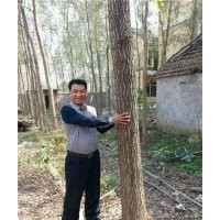 竹柳栽培,咸阳竹柳,峻峰竹柳(查看)