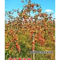 中国冬红果海棠
