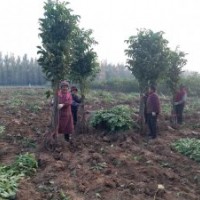 大量出售优质清香核桃苗