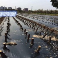 无花果苗批发、金华无花果苗、小叶无花果专业技术(多图)