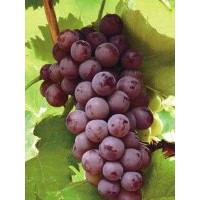 葡萄苗木,鲁粒大棚葡萄苗,葡萄苗木种植商