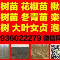 速生杨树苗花椒苗桃树苗泡桐冬青苗大叶女贞栾树楸树低价供应