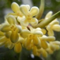 桂花小苗报价_奉节县桂花小苗_莎莎园艺(图)