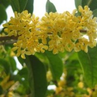 莎莎园艺|河北区桂花小苗|桂花小苗基地