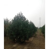 售白皮松、白皮松、滢涵苗木中心(查看)
