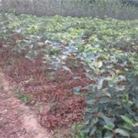 北美海棠苗圃,北美海棠,滢涵苗木中心(图)