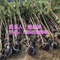 信诺为民苗木基地、淮北樱桃苗、樱桃苗价格