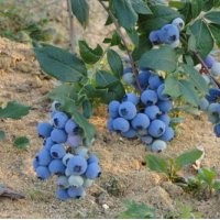 黑龙江省尚志市石头河子三莓之乡出售树莓苗黑加仑苗草莓苗
