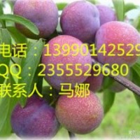 贵州地区李子树种植密度，贵州李子苗技术指导，李子供应选择久亿