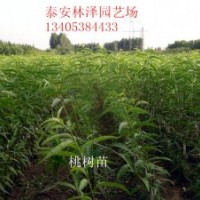 早熟桃树苗批发价格 晚熟桃树苗种植
