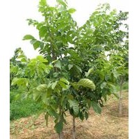 山西优质核桃苗 苹果苗 大量供应