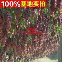 供应优质红地球葡萄苗 果树苗