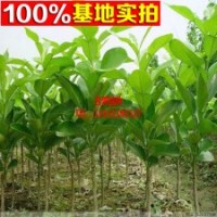 红西柚子苗批发 琯溪蜜柚苗