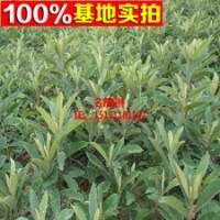 枇杷树苗新品种--夹脚大枇杷