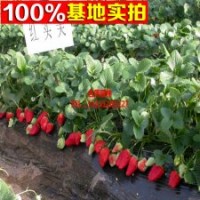 四季结果草莓 基地长期批发价格低