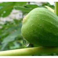 大青皮、日本紫无花果