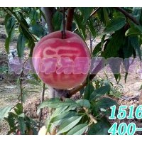 映霜红桃苗厂家