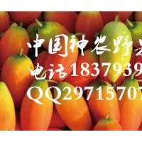 2016最有前景水果 红参果种苗供应