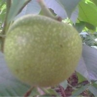 批发麻核桃苗：（ 发展庭院麻核桃是一个不错的致富选择）