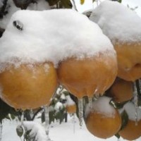 梨苗 黄金梨苗示范基地，圆黄梨苗嫁接方法，黄金梨苗厂家