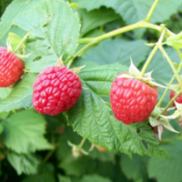 单季树莓苗 美国红宝石
