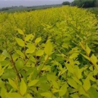 矮杆金叶榆基地|汉中矮杆金叶榆|弘源苗木