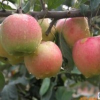 富士王苹果苗矮化苹果苗