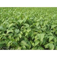 供应柿子苗甜柿苗