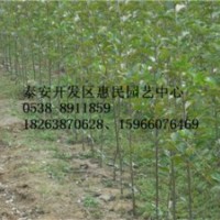 山东泰安0.3-0.5-1公分樱桃小苗批发价格
