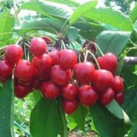 鲁粒大棚葡萄苗、樱桃、山东樱桃厂家