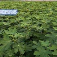 金华无花果苗,小叶无花果专业种植,金华无花果苗批发