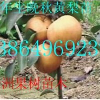 供应3公分的晚秋黄梨树苗