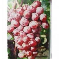 A7葡萄苗、鲁粒大棚葡萄苗、A7葡萄苗供应商