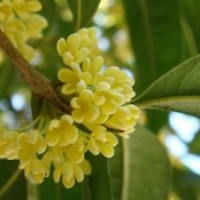 双桥区桂花小苗|莎莎园艺|桂花小苗报价