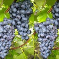 红芭拉蒂葡萄|鲁粒大棚葡萄苗|红芭拉蒂葡萄销售商