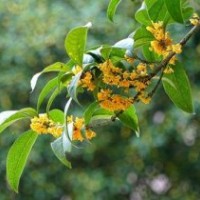 桂花小苗供应,河北区桂花小苗,莎莎园艺(多图)