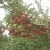 北美海棠价格表,北美海棠,滢涵苗木中心(查看)