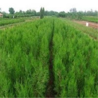 侧柏几年、侧柏、滢涵苗木中心(图)