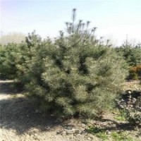 哪有白皮松、白皮松、滢涵苗木中心(多图)