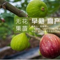 无花果苗_<惠星农场>_金华无花果苗哪家好