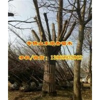 13公分银杏树价格_银杏树价格_通园银杏(查看)