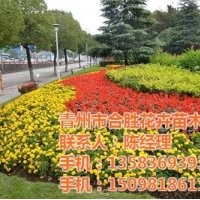 宿根草花价格,上海草花,合胜花卉(图)