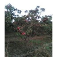 供应核桃、山楂、樱桃等果苗