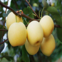 黄金梨