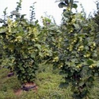 供应新疆大果榛子苗