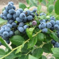 尚志市三莓基地供应树莓苗蓝莓苗黑加仑苗草莓苗