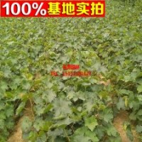 美国黑提苗 葡萄苗 夏黑葡萄苗