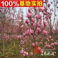 供应玉兰树苗 （紫玉兰） 乔木